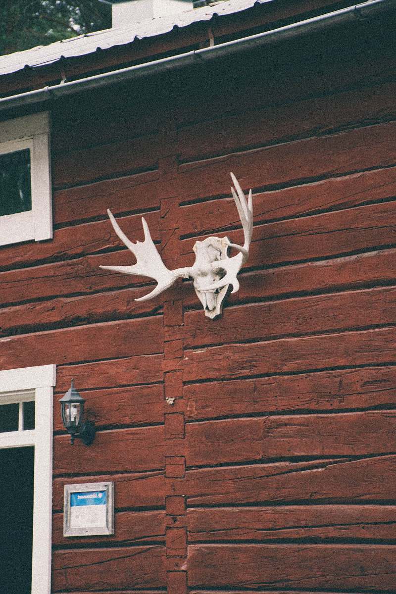moose white buck skull on wall skull